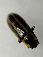 Prasocuris phellandrii