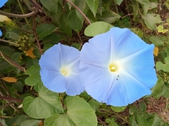 Ipomoea tricolor