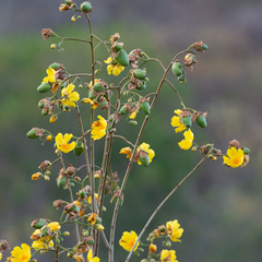 Cochlospermum vitifolium