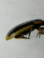 Prasocuris phellandrii