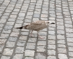 Larus argentatus