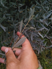 Salix salviifolia