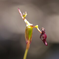 Drakaea micrantha