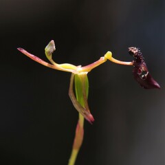 Drakaea micrantha