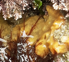 Hymeniacidon perlevis