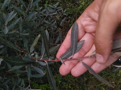 Salix salviifolia