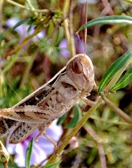 Rhammatocerus viatorius