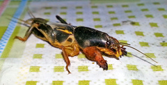 Gryllotalpa