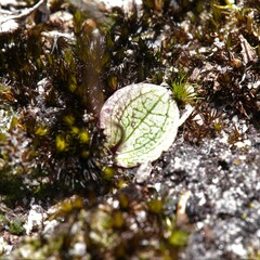 Drakaea micrantha