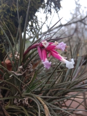 Tillandsia tenuifolia