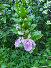 Teucrium bicolor