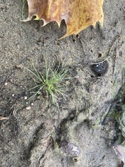 Fimbristylis vahlii