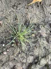 Fimbristylis vahlii
