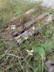 Bidens alba