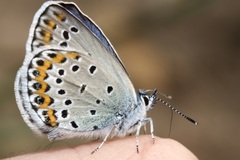 Plebejus argyrognomon