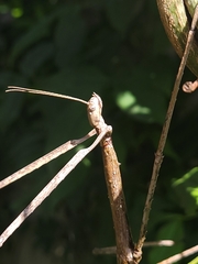 Ctenomorpha marginipennis
