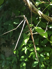 Ctenomorpha marginipennis