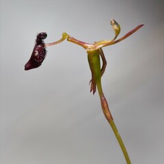 Drakaea micrantha