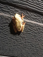 Hyperolius marmoratus