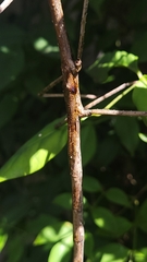 Ctenomorpha marginipennis