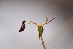 Drakaea micrantha