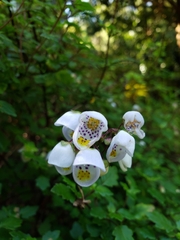 Jovellana