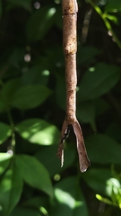 Ctenomorpha marginipennis