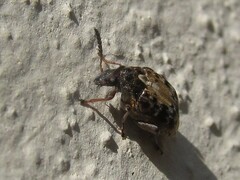 Megabruchidius dorsalis