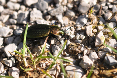 Carabus monilis