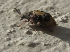 Megabruchidius dorsalis