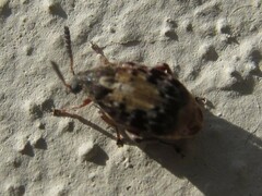 Megabruchidius dorsalis