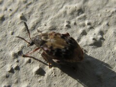 Megabruchidius dorsalis