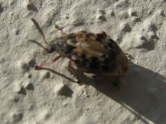 Megabruchidius dorsalis