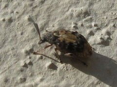 Megabruchidius dorsalis