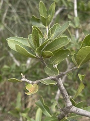 Elaeodendron transvaalense