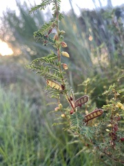 Chamaecrista nictitans aspera