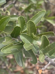 Elaeodendron transvaalense