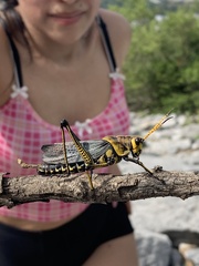 Taeniopoda tamaulipensis