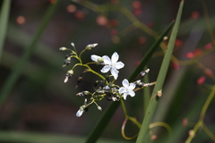 Drosera pallida