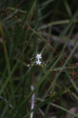 Drosera pallida