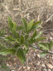 Elaeodendron transvaalense