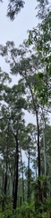Eucalyptus miniata