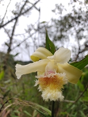 Sobralia fimbriata