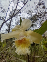 Sobralia fimbriata