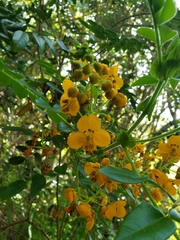 Senna stipulacea