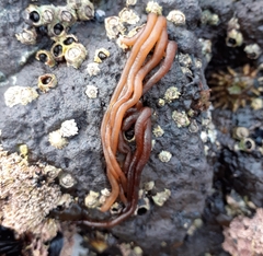 Nemalion elminthoides