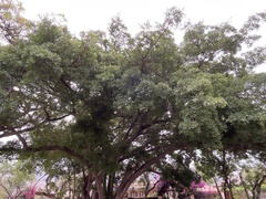 Ficus burkei