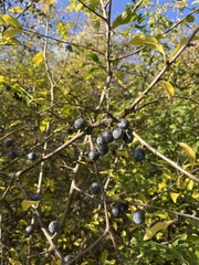 Prunus spinosa