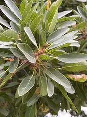 Ficus burkei