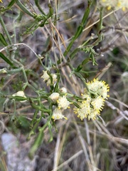 Baccharis articulata